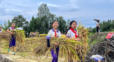 “共享稻田”讓學生體驗勞動快樂