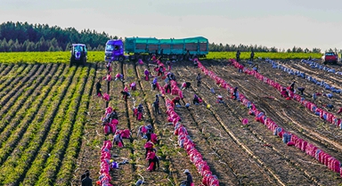 河北圍場：馬鈴薯喜獲豐收